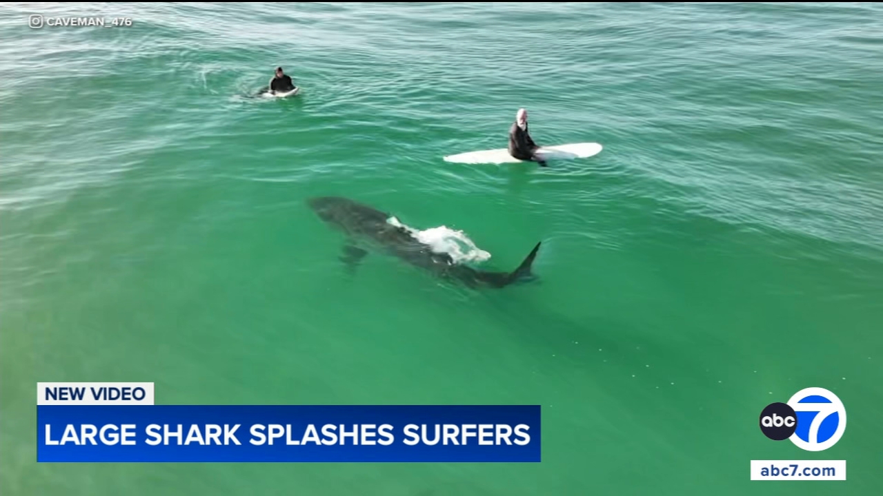 Shark swims near surfers, splashes one with its tail in close encounter off California coast, video shows
— Chicago Sports news